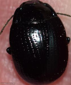 Cow Parsley Leaf Beetle
