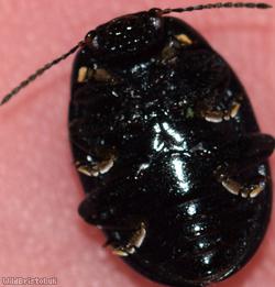 Cow Parsley Leaf Beetle