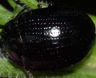 Cow Parsley Leaf Beetle