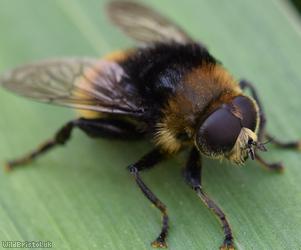 Narcissus Bulb Fly