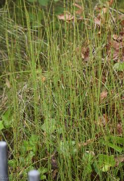 Branched Horsetail