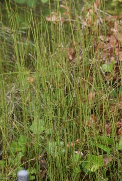 Branched Horsetail