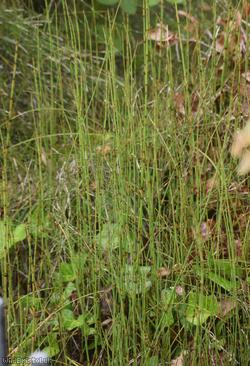 Branched Horsetail