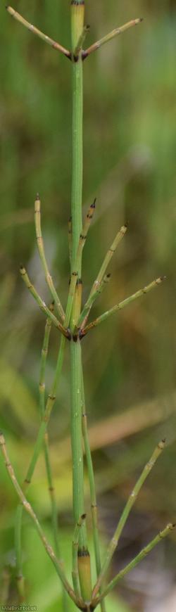 Branched Horsetail