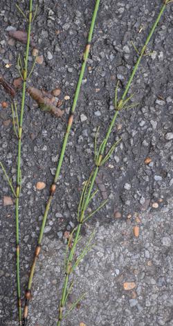 Branched Horsetail