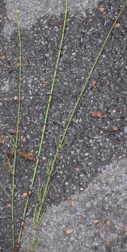Branched Horsetail