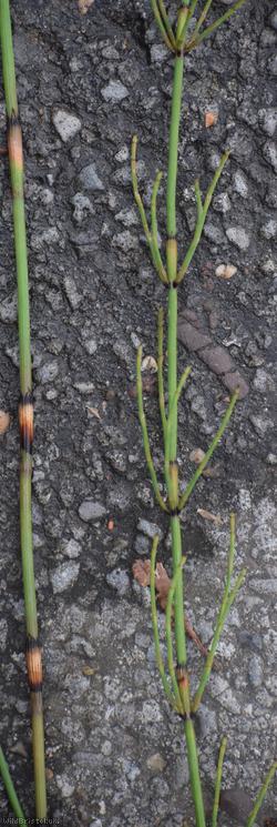Branched Horsetail
