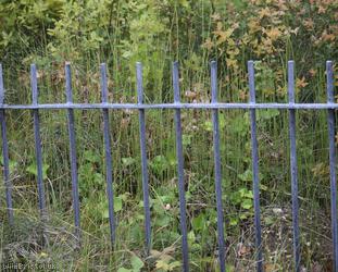 Branched Horsetail