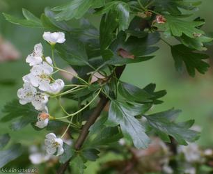image for Common Hawthorn type 75