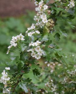 Common Hawthorn type 75