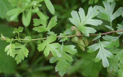 Common Hawthorn type 75