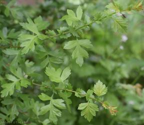Common Hawthorn type 75