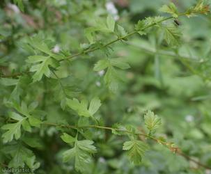 Common Hawthorn type 75