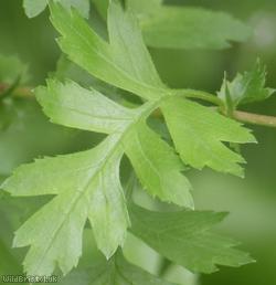 Common Hawthorn type 75