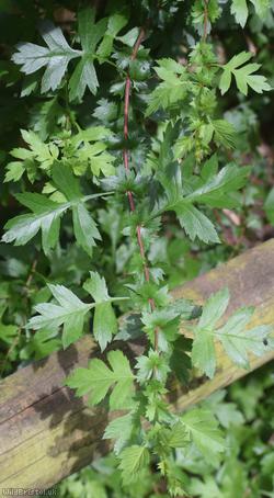 Common Hawthorn type 76