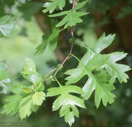 Common Hawthorn type 76