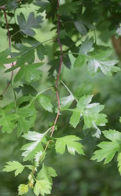Common Hawthorn type 76