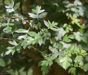 Common Hawthorn type 76
