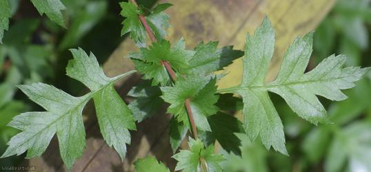Common Hawthorn type 76