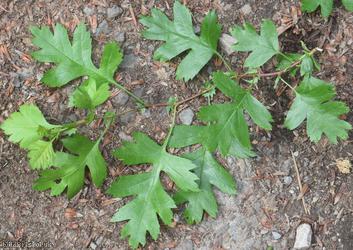 Common Hawthorn type 76