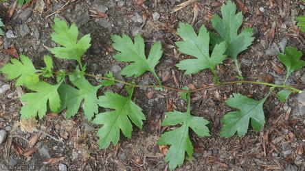 Common Hawthorn type 76
