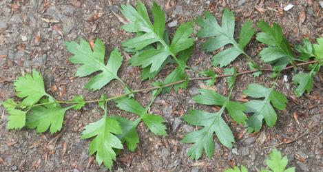 Common Hawthorn type 76