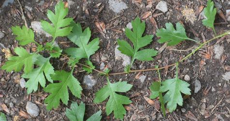 Common Hawthorn type 76