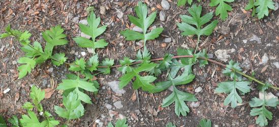 Common Hawthorn type 76