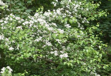 image for Common Hawthorn type 77