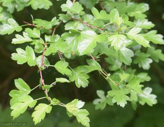 Common Hawthorn type 77