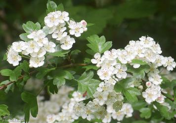 Common Hawthorn type 77