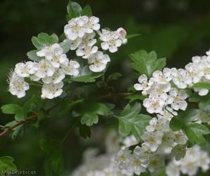 Common Hawthorn type 77