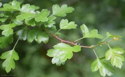 Common Hawthorn type 77