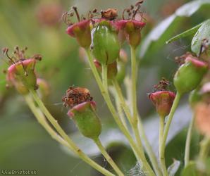 Common Hawthorn type 86