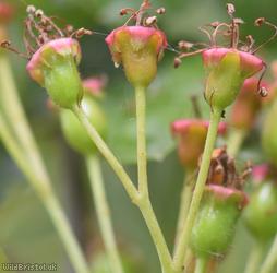 Common Hawthorn type 86