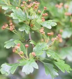 Common Hawthorn type 86