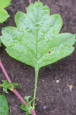 Common Hawthorn type 86