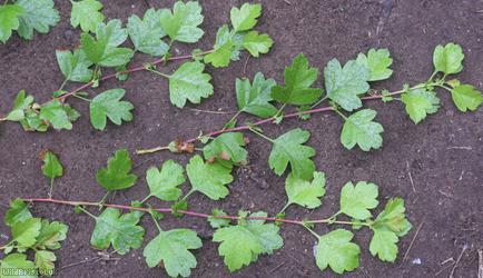 Common Hawthorn type 86