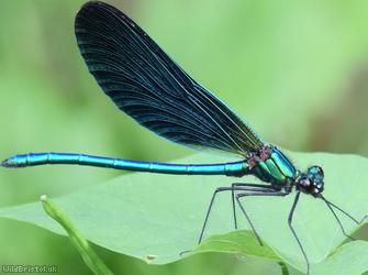 Beautiful Damoiselle