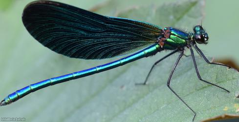Beautiful Damoiselle