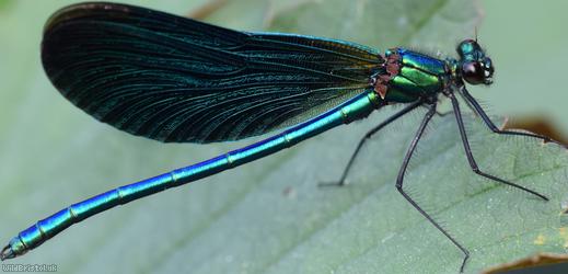 Beautiful Damoiselle