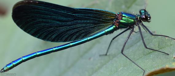 Beautiful Damoiselle