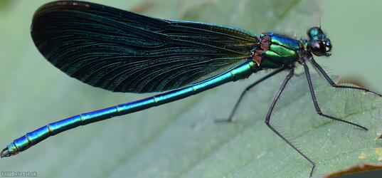 Beautiful Damoiselle
