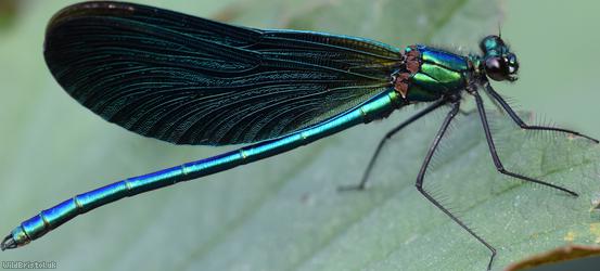 Beautiful Damoiselle