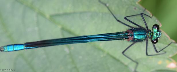 Beautiful Damoiselle
