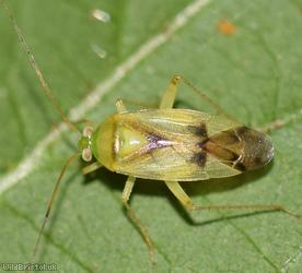 Neolygus viridis