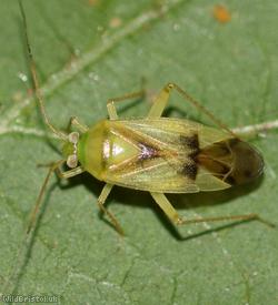 image for Neolygus viridis