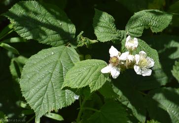 Halstead Bramble