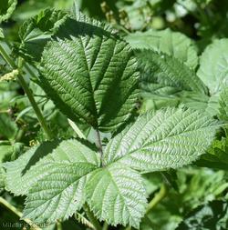 Halstead Bramble