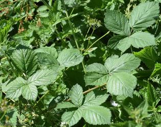 Halstead Bramble